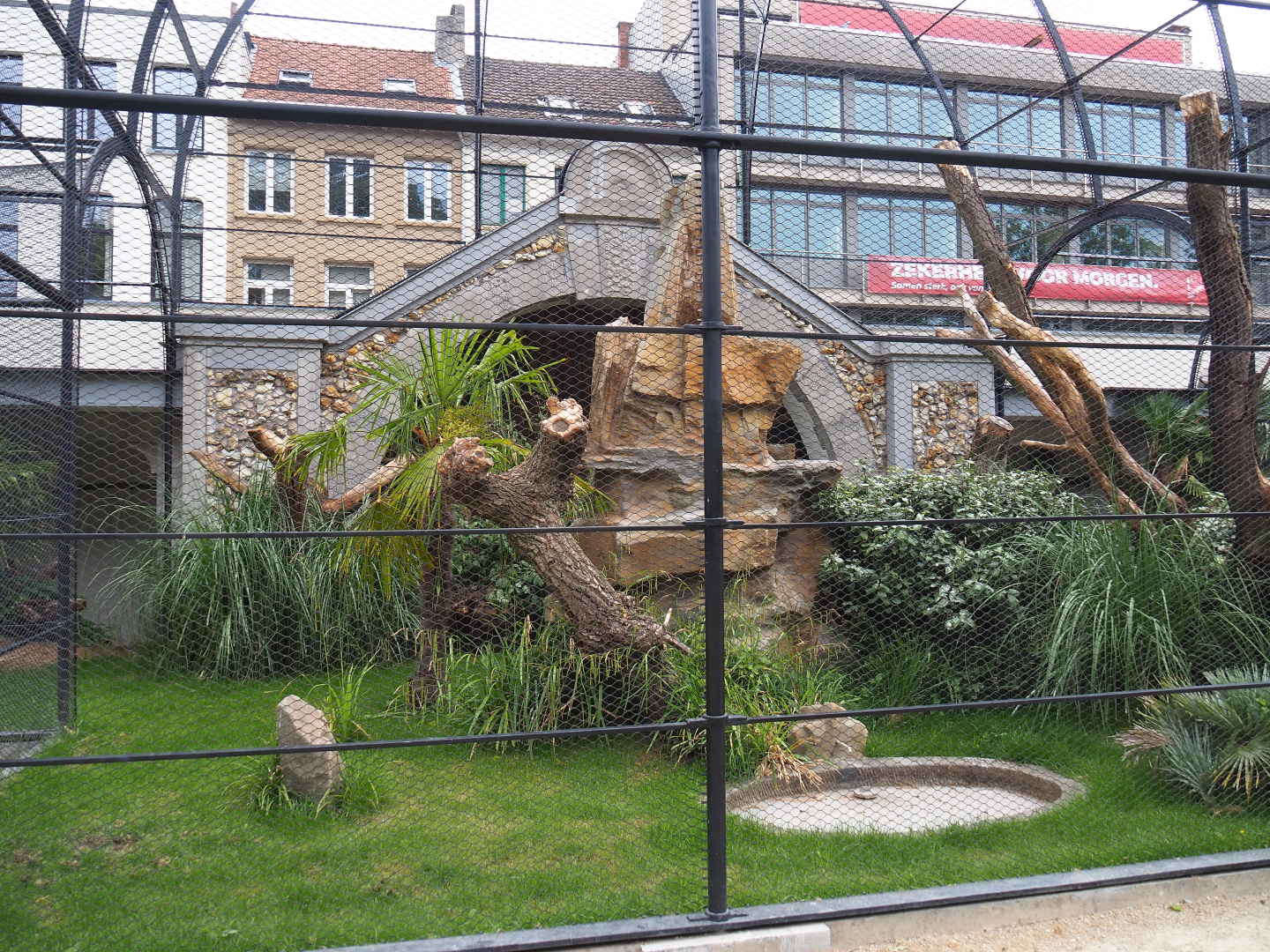 Reconstruction of 1856 raptor aviaries as parrot aviaries - Mixed macaw aviary, 2020-05-24