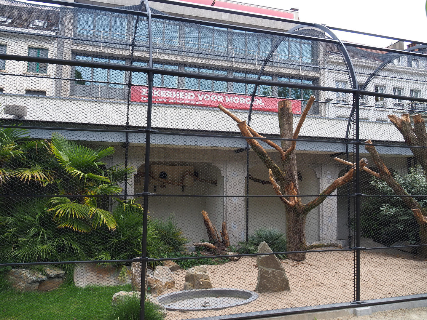 Reconstruction of 1856 raptor aviaries as parrot aviaries - Mixed macaw aviary, 2020-05-24