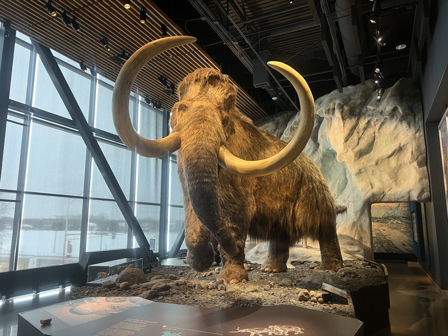 Reconstruction of a Wooly Mammoth