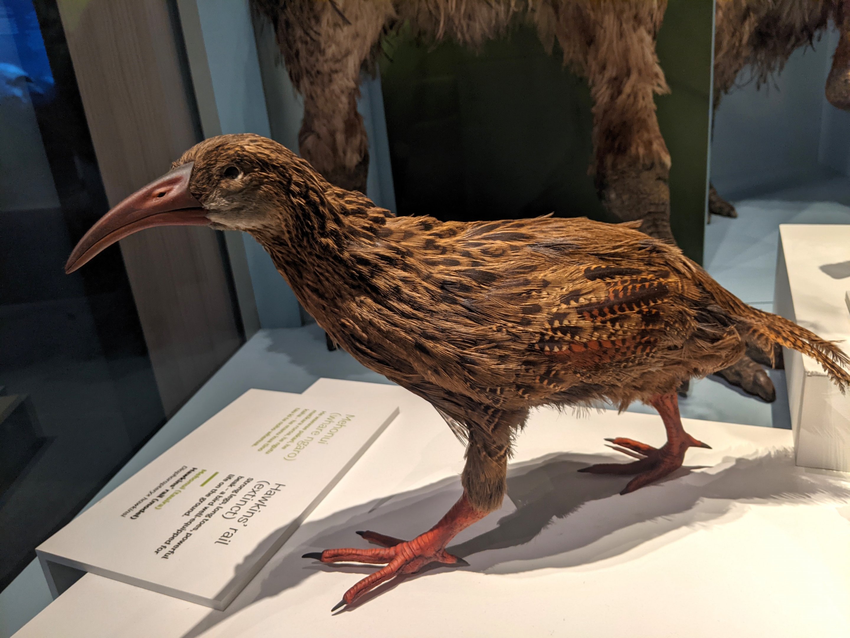 Reconstruction of Hawkins' Rail (Diaphorapteryx hawkinsi)
