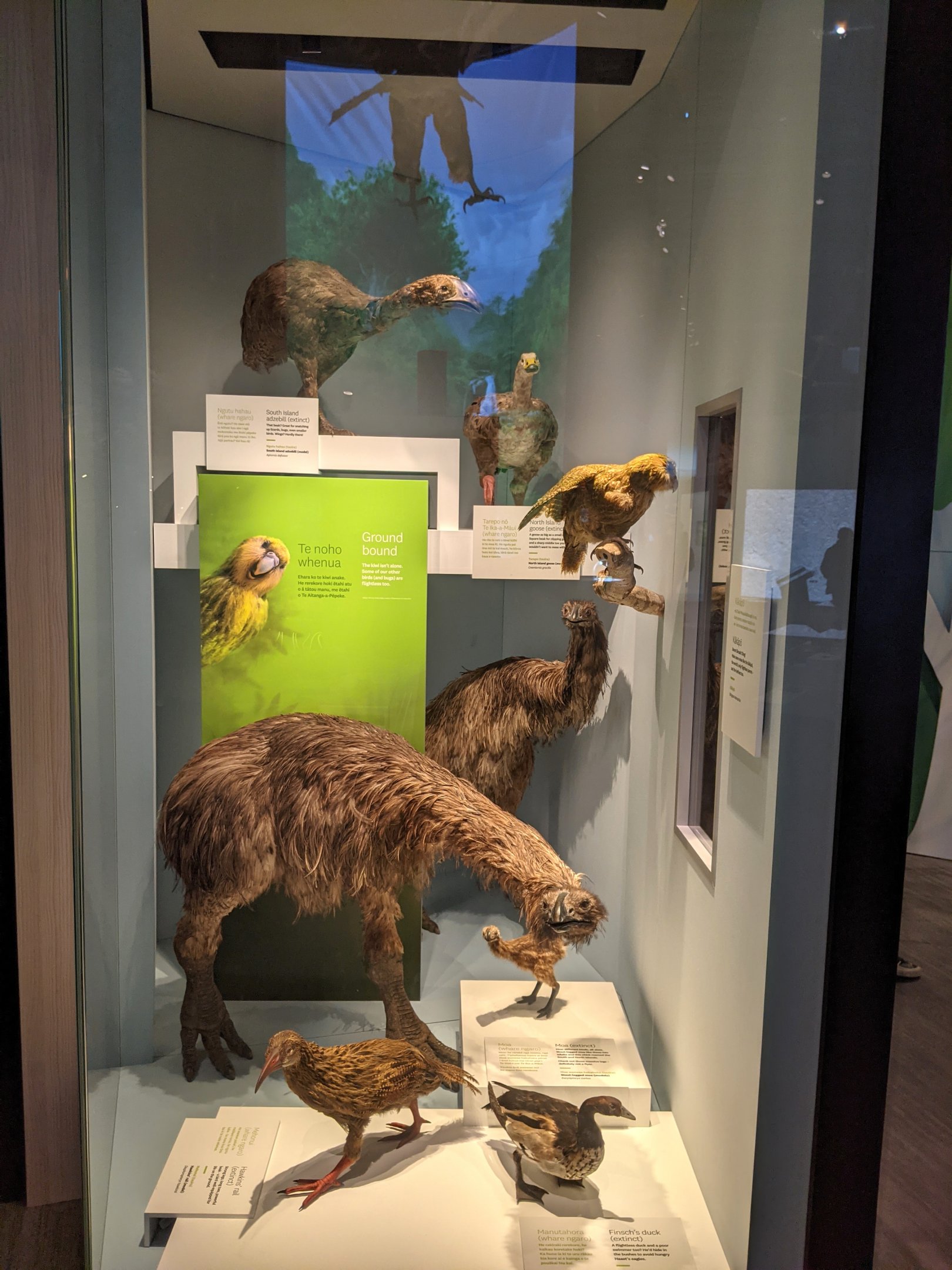 Reconstructions of extinct NZ birds