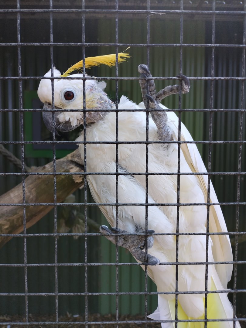 Recovering cockatoo