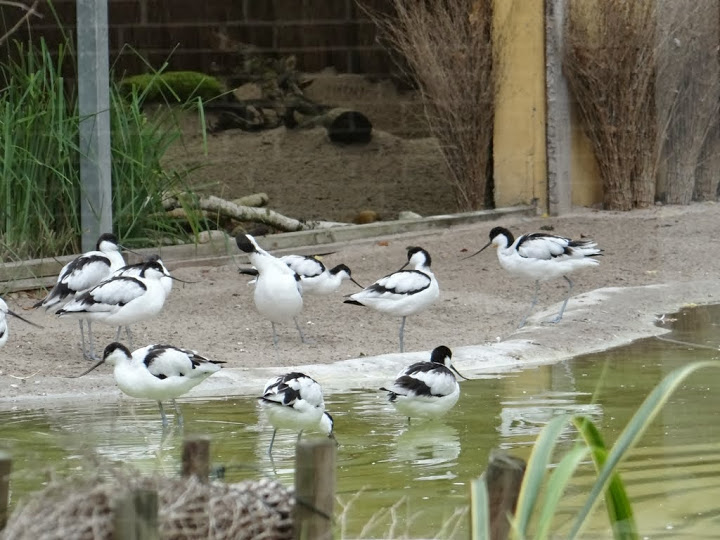 Recurvirostra avocetta