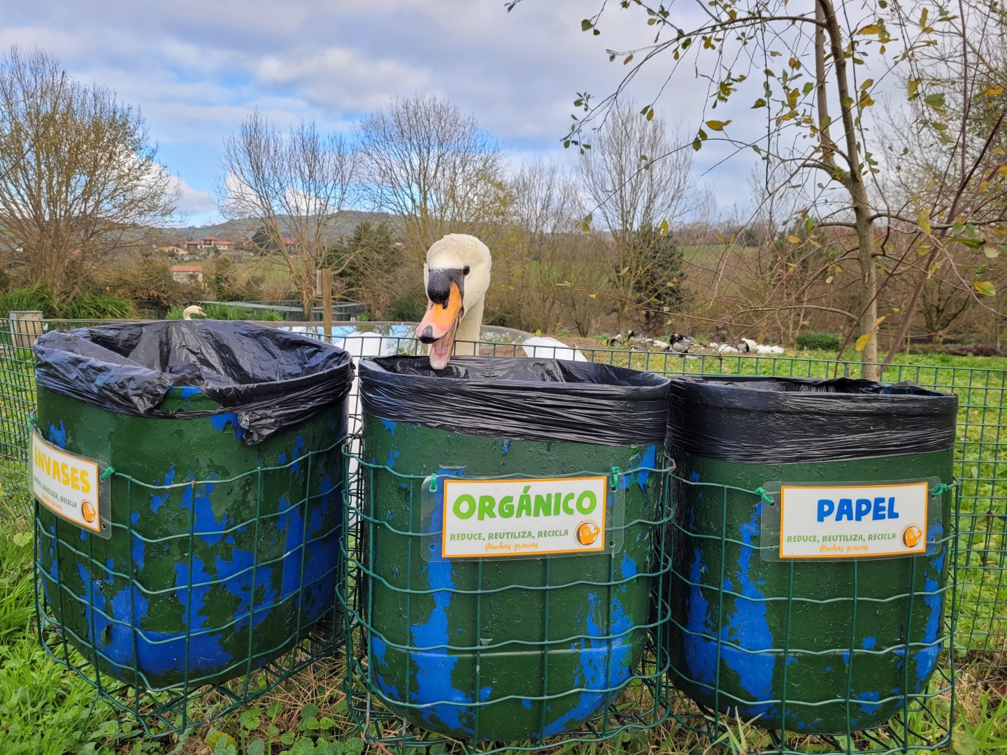 Recycling Mute swan -Zoo de Santillana del Mar (2023)