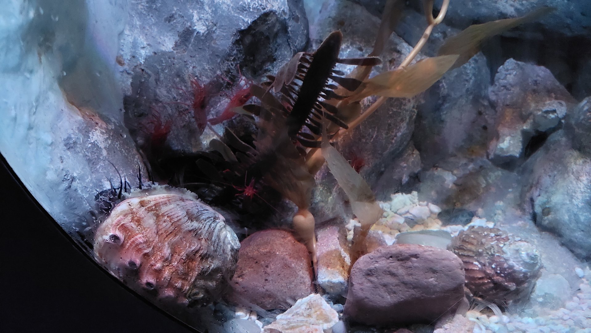 Red Abalone and Catalina Cleaner Shrimp Tank