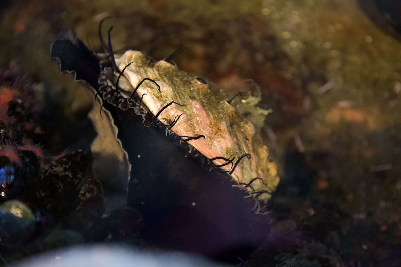 Red Abalone/ Haliotis rufescens