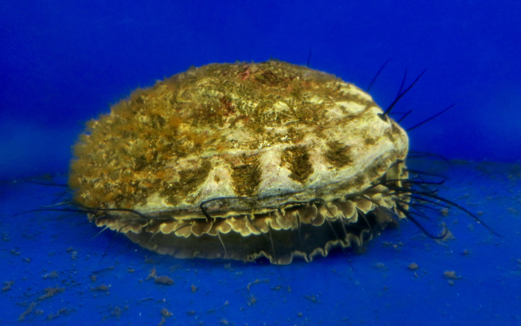 Red Abalone (Haliotis rufescens)