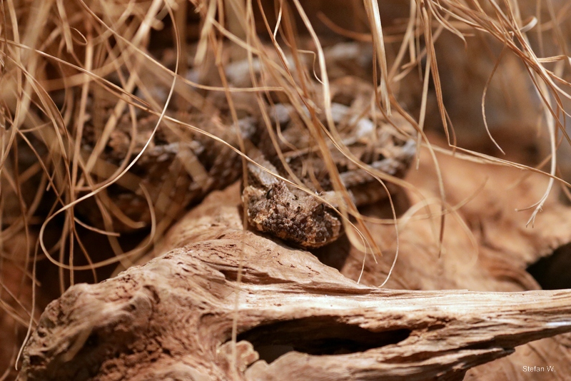 Red adder (Bitis rubida)