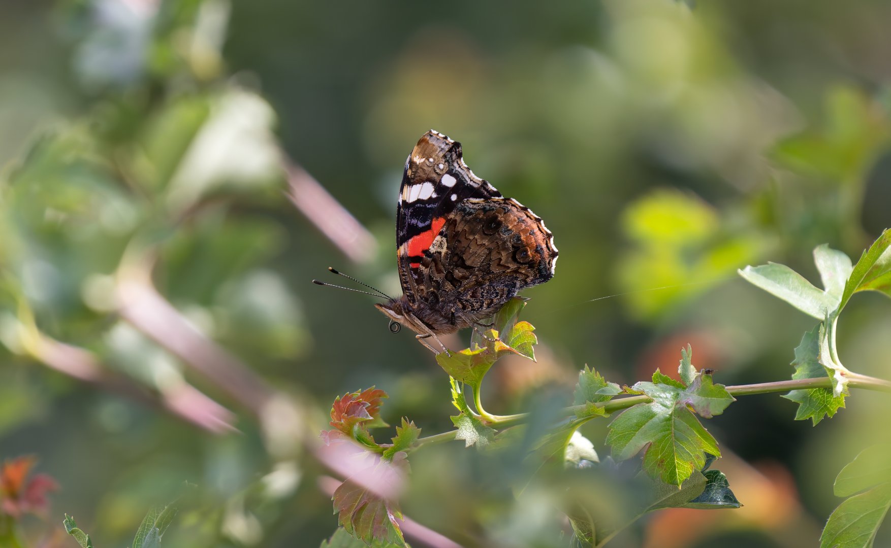 Red admiral butterfly, wild, UK