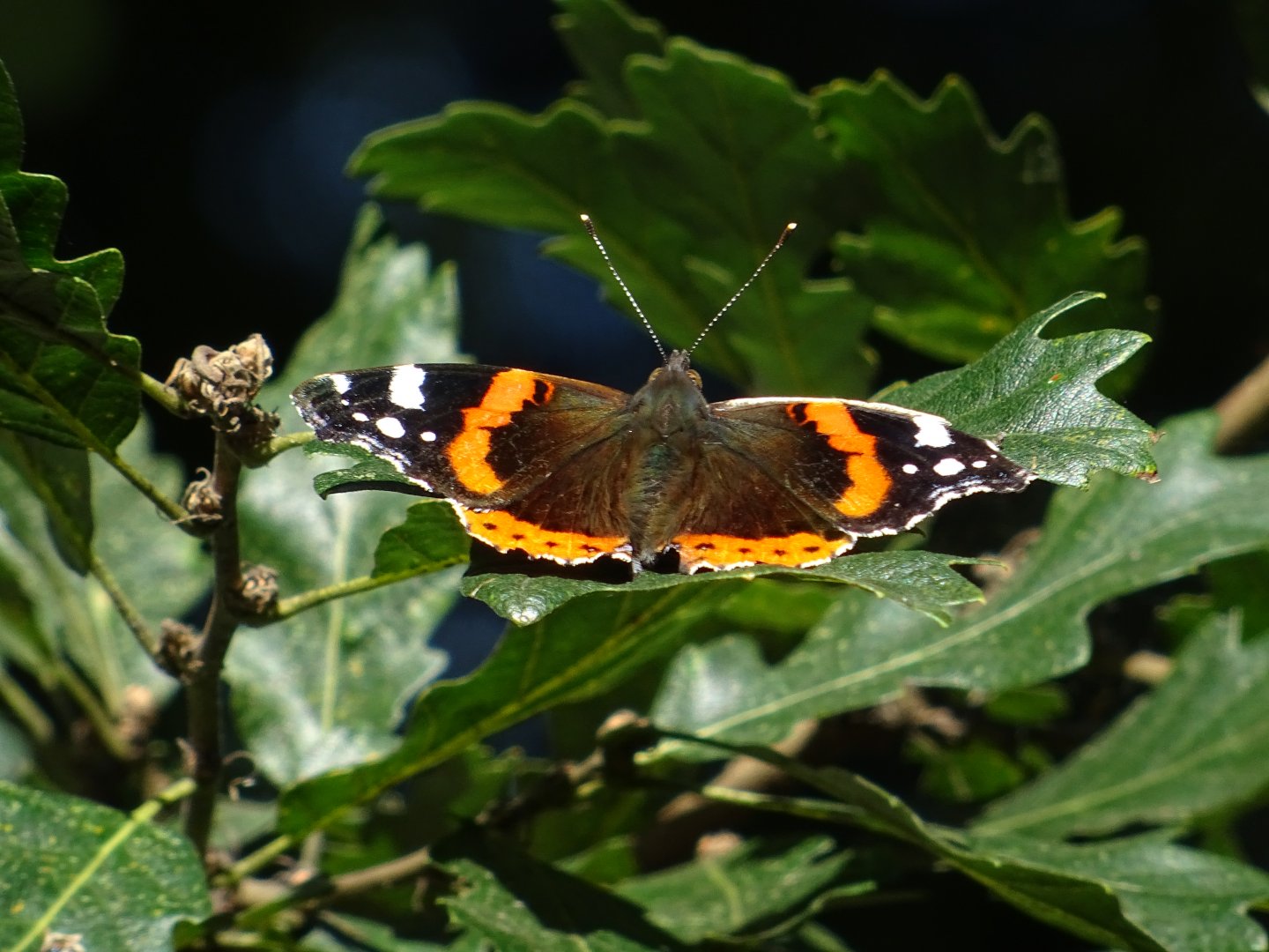 Red Admiral Butterfly