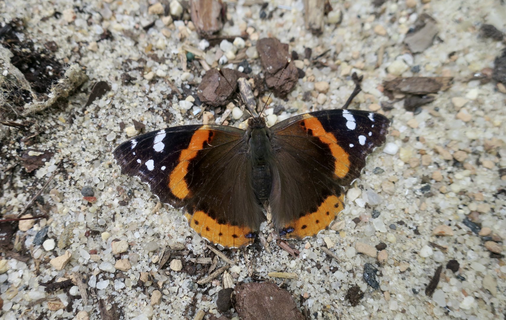 Red Admiral (Vanessa atalanta) - wild