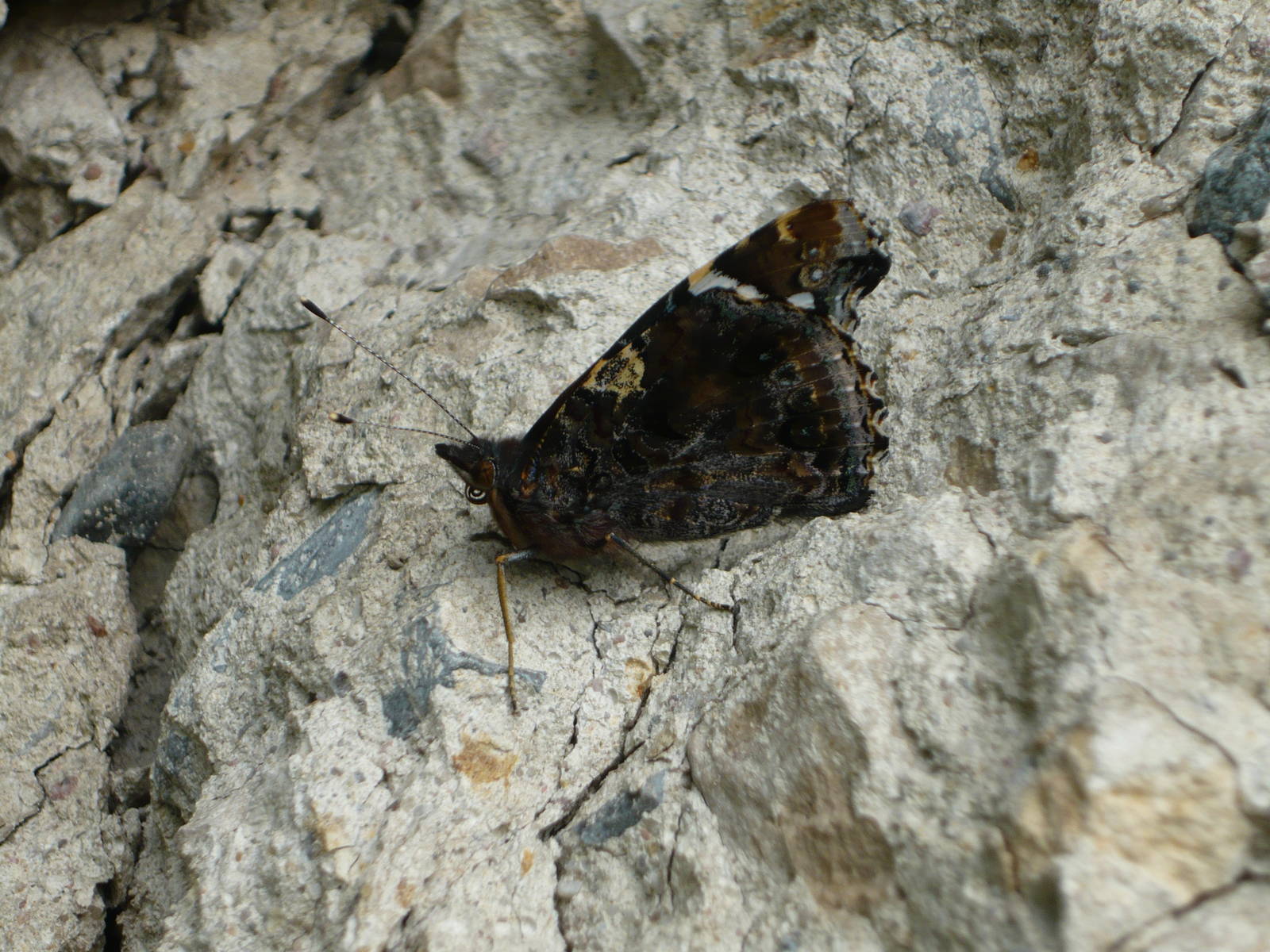 Red Admiral (Vanessa atalanta)