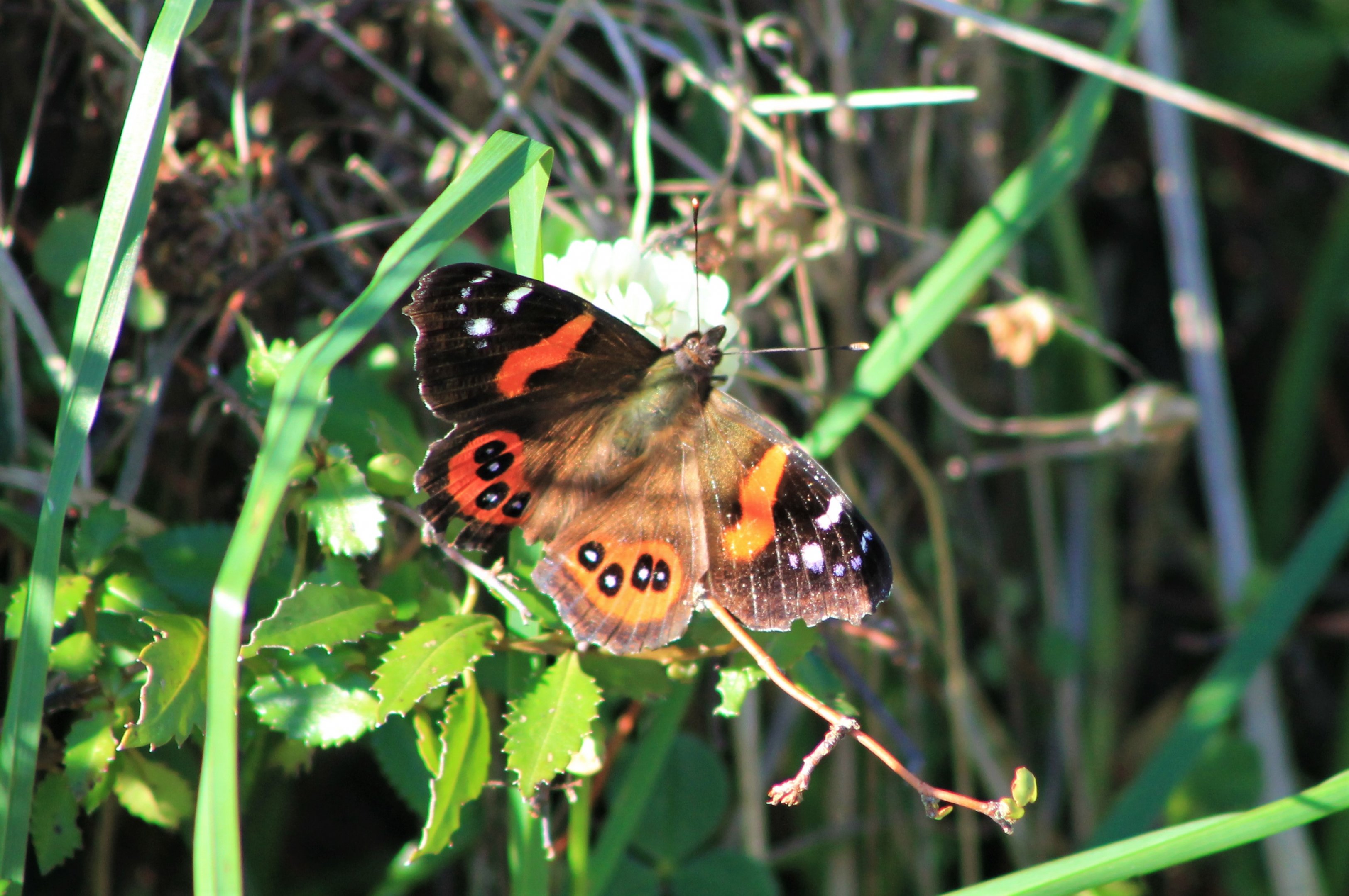Red Admiral (Vanessa gonerilla)