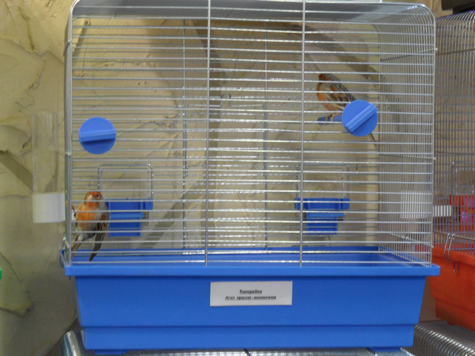 Red agate mosaic canaries - bird show'12