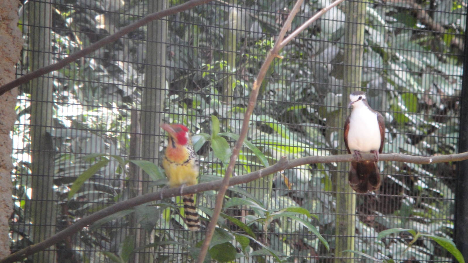 Red&amp;Yellow Barbet and Tambourine Dove