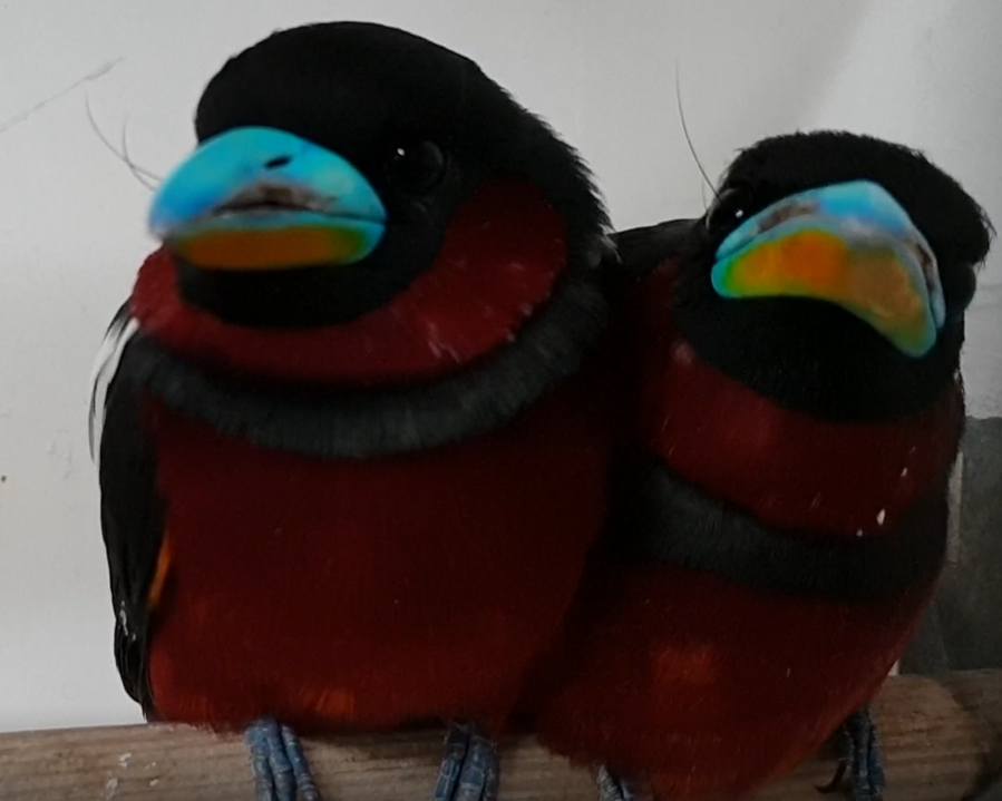 Red and black broadbill