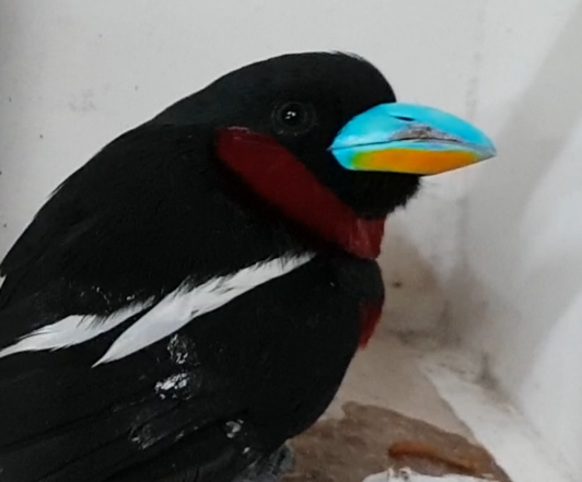 Red and black broadbill