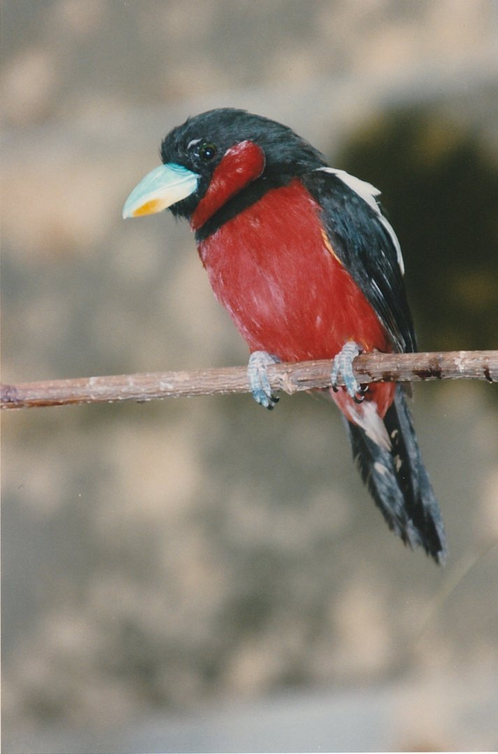 Red and Black Broadbill