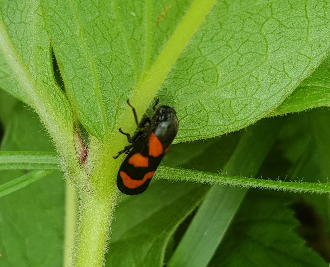 Red and black froghopper - Cercopis vulnerata