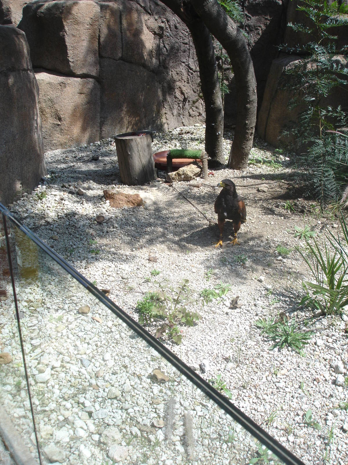 Red and Black (Harris) Hawk