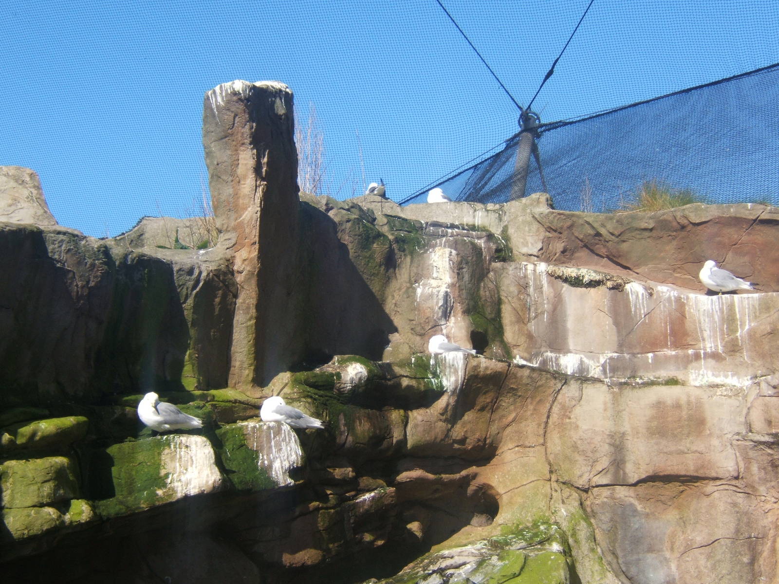 Red and Black-legged Kittiwake`s