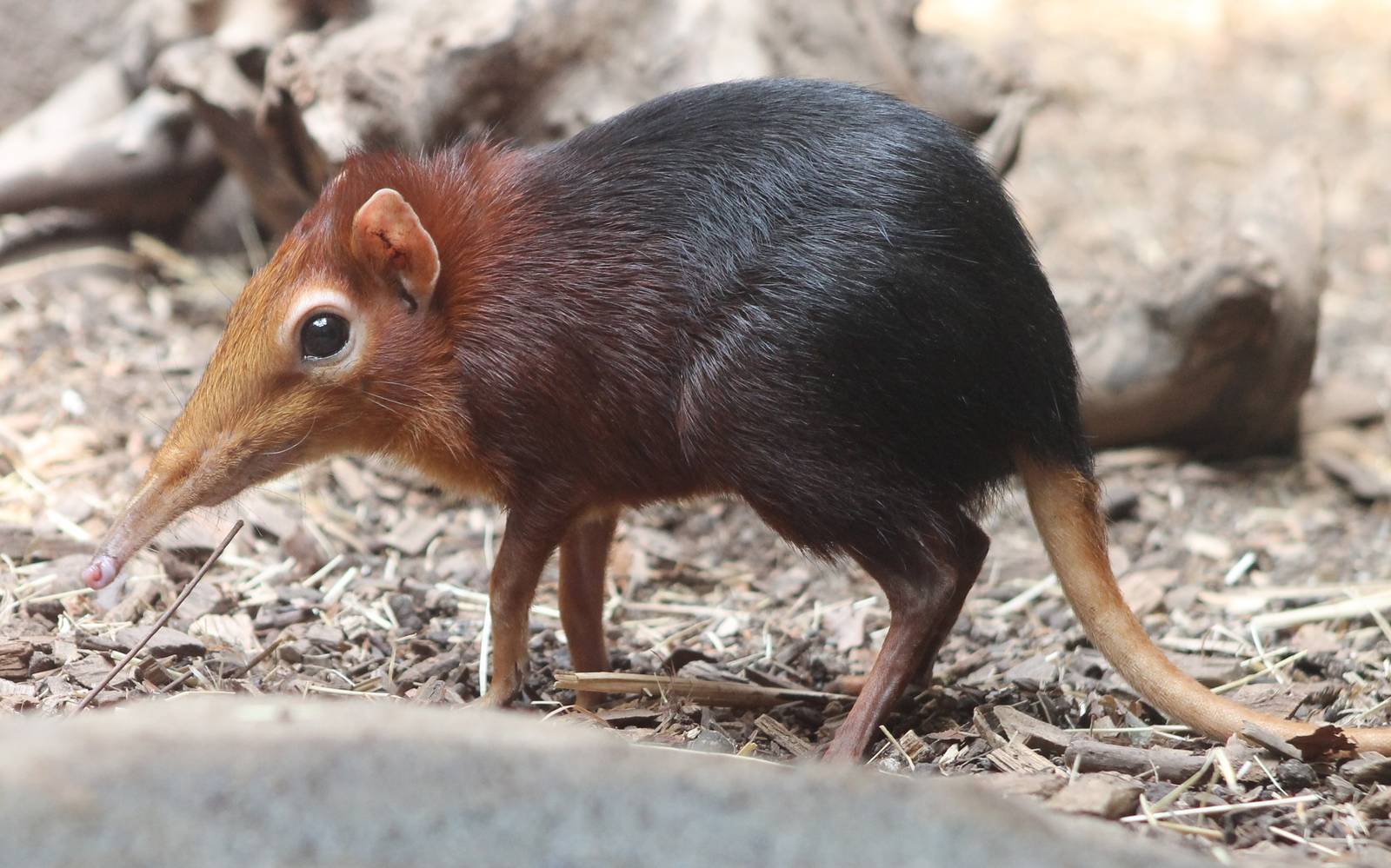 Red and black sengi