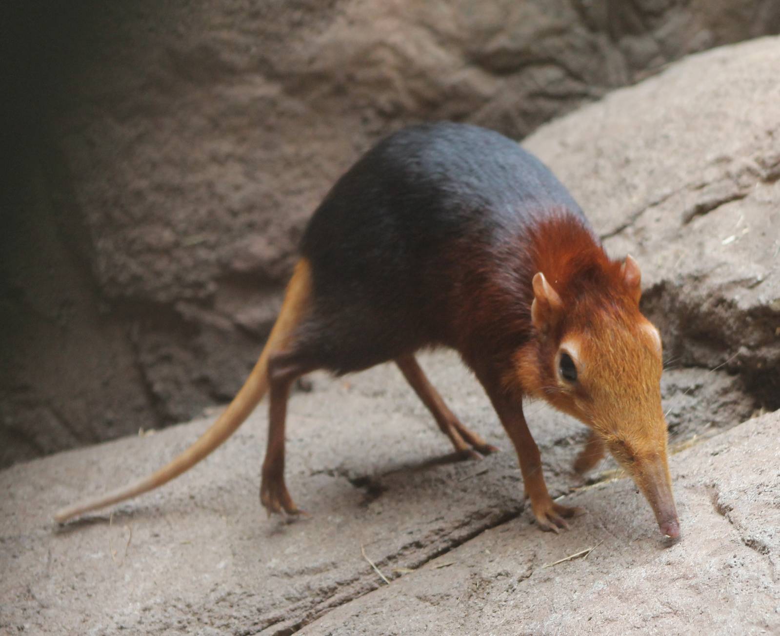 Red and black sengi