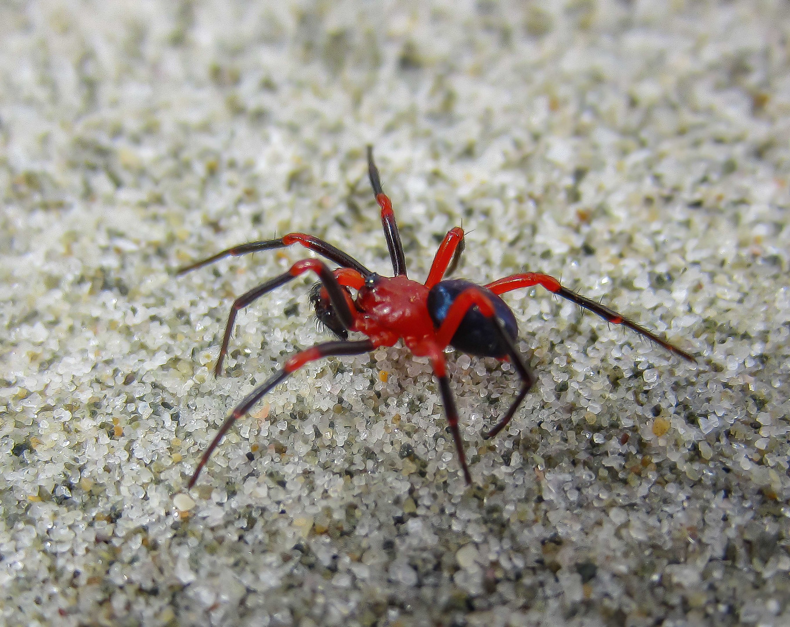 Red-and-Black Spider