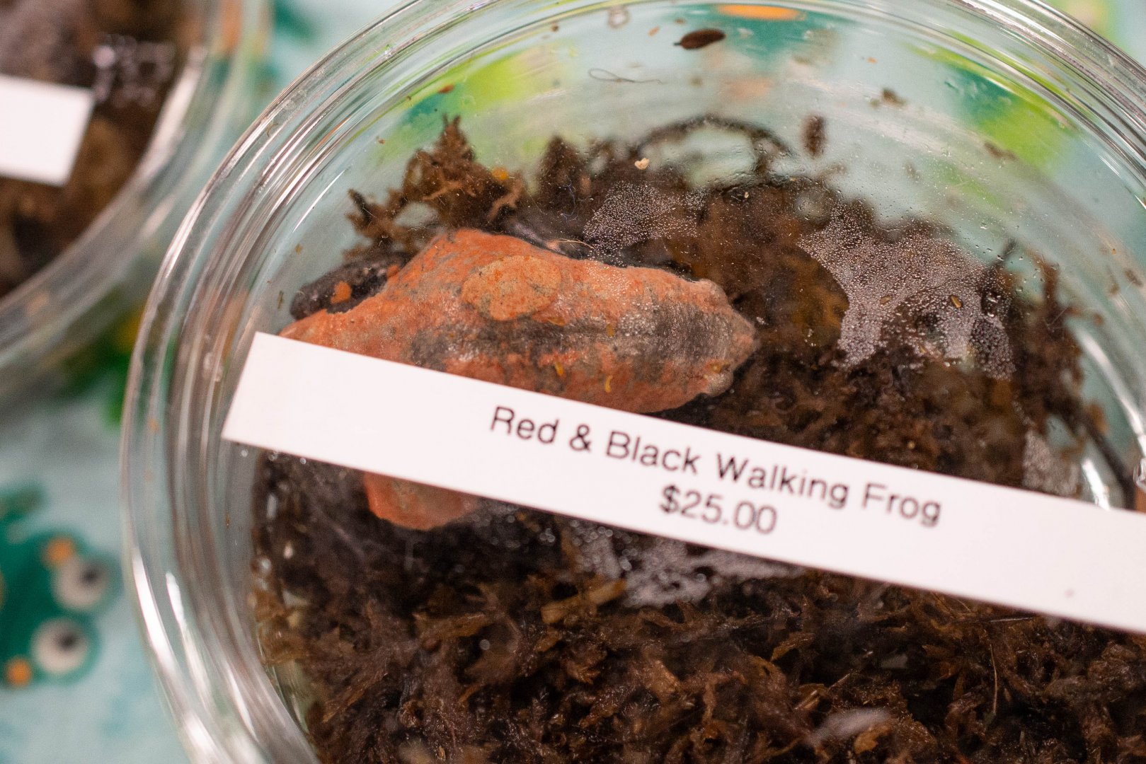 Red-and-black Walking Toad- Phrynomerus bifasciatus