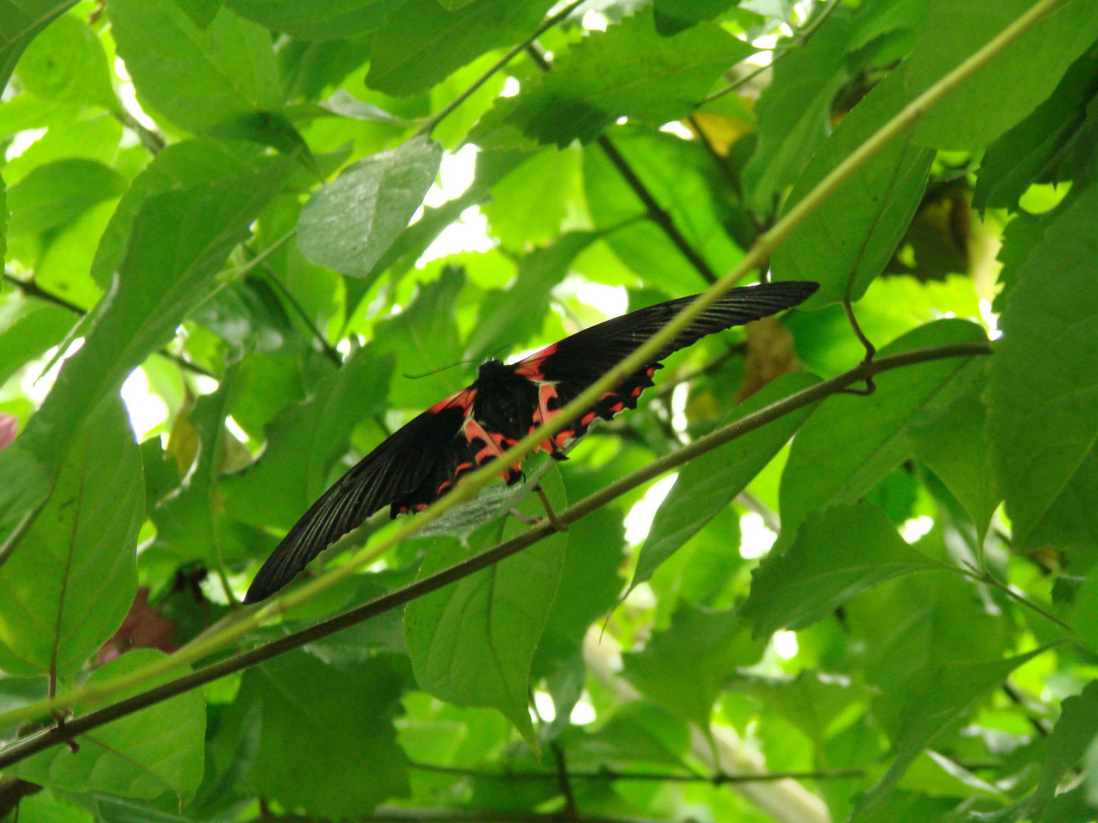 Red and Black - Wings of Paradise