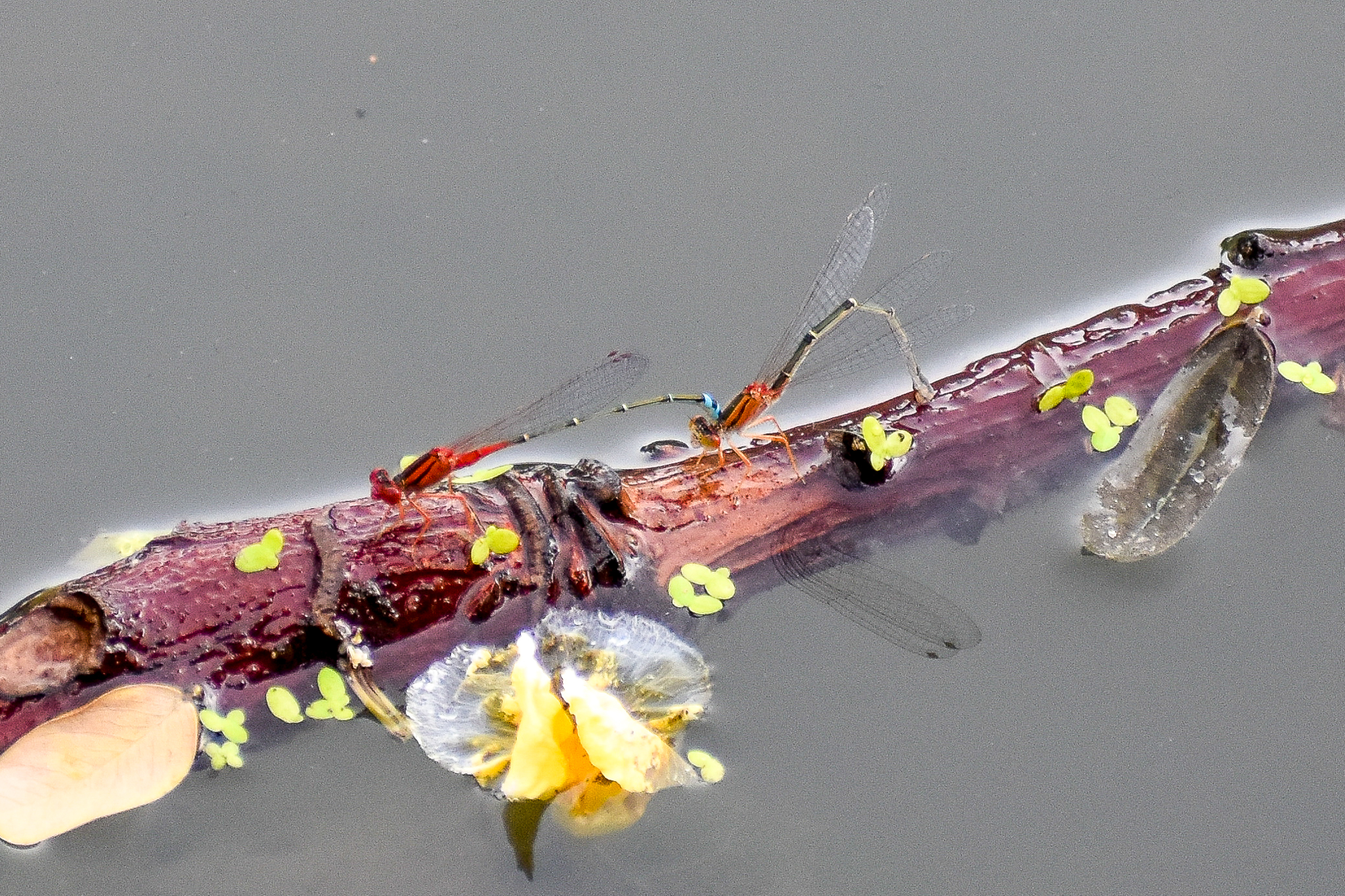 Red and Blue Damsels (Xanthagrion erythroneurum)