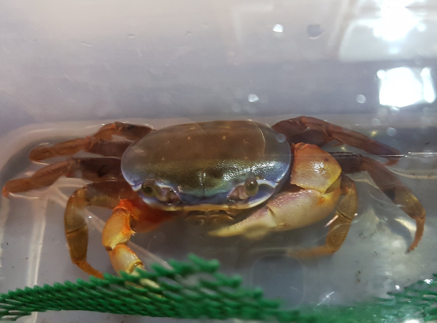 Red and blue land crab - Cardisoma armatum