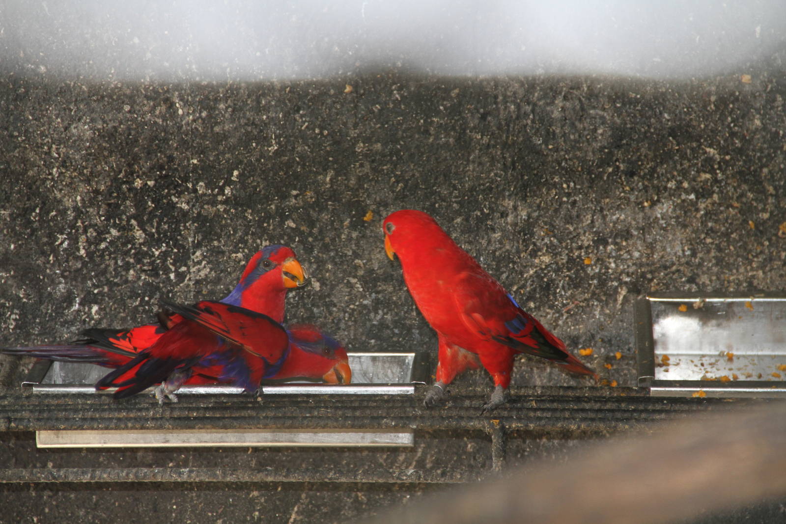 Red-and-blue Lory (Eos histrio) and Red Lory (Eos bornea)