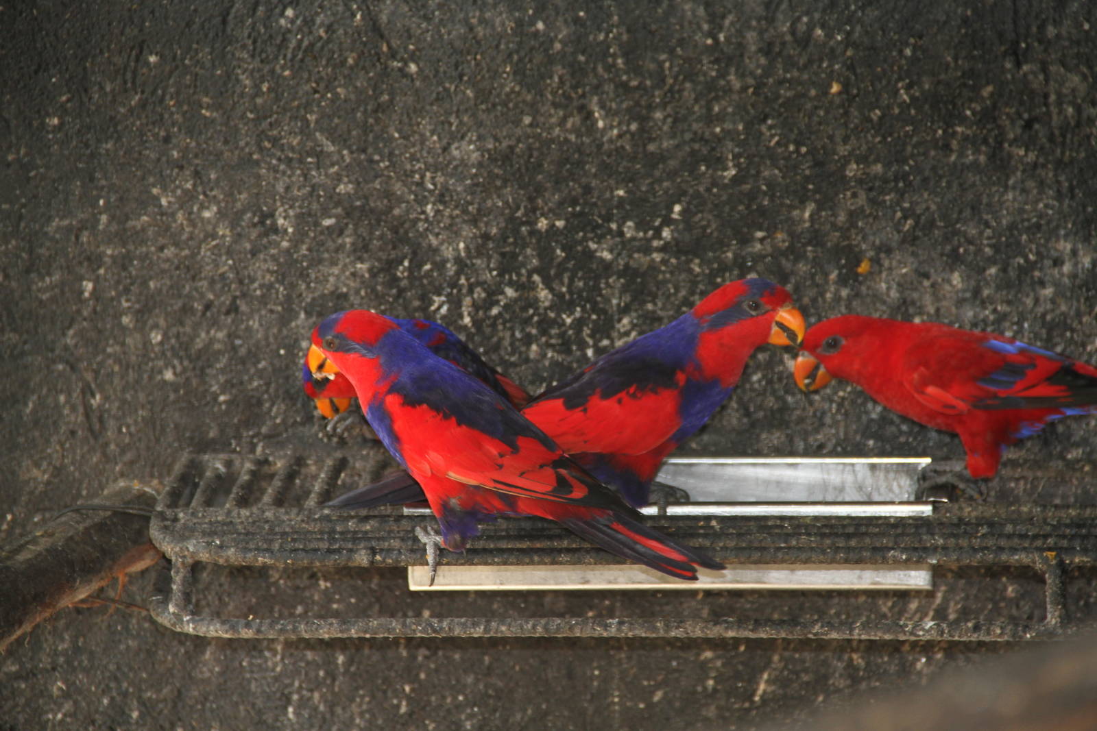 Red-and-blue Lory (Eos histrio) and Red Lory (Eos bornea)