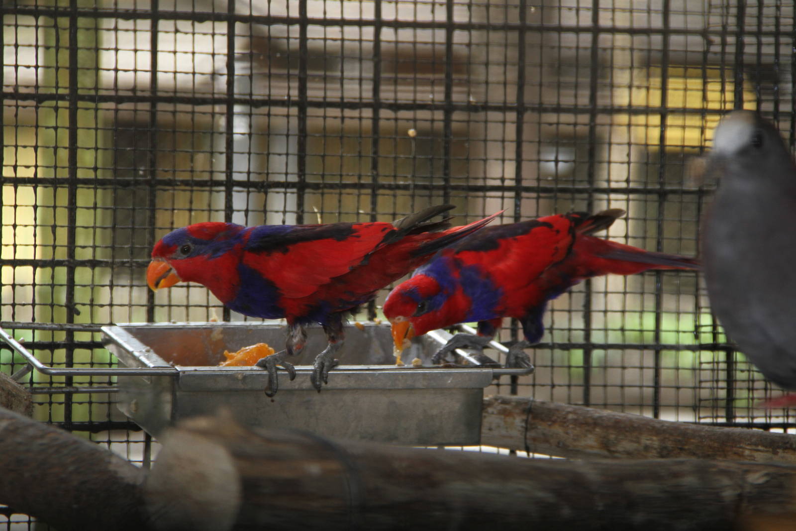 Red-and-blue Lory (Eos histrio)