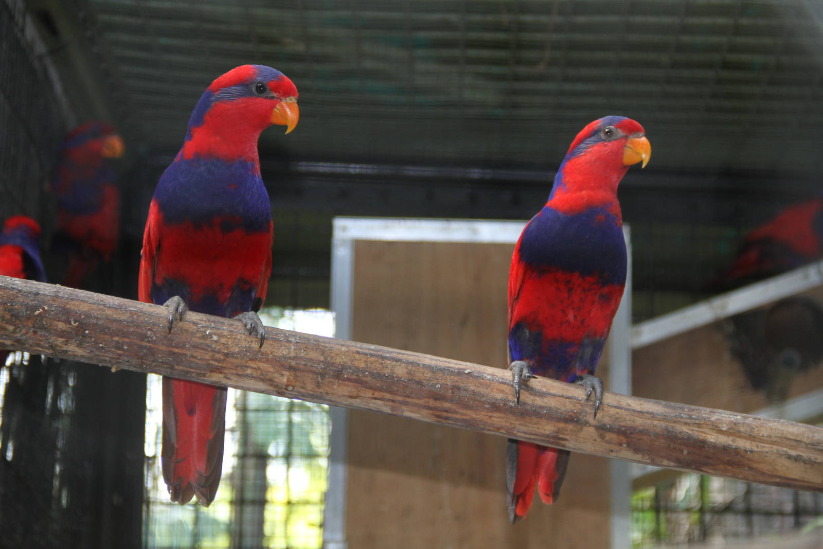 Red-and-blue Lory (Eos histrio)
