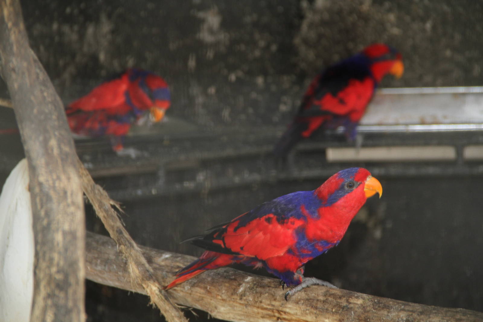 Red-and-blue Lory (Eos histrio)