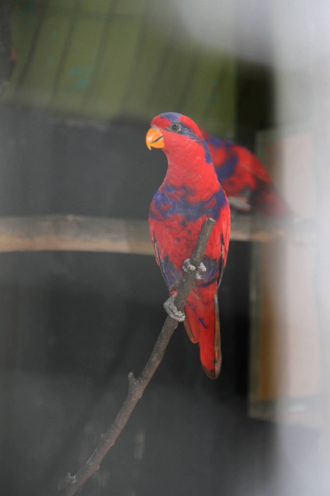 Red-and-blue Lory (Eos histrio)