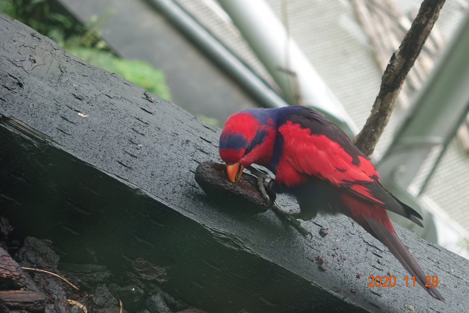 Red-and-blue Lory (Eos histrio)