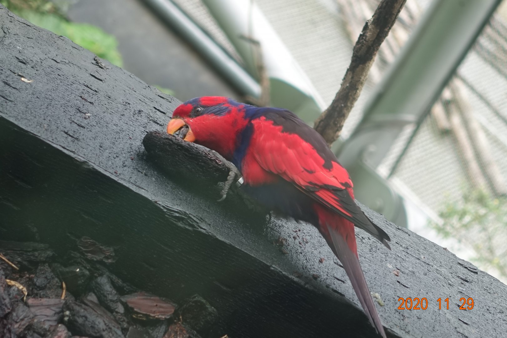 Red-and-blue Lory (Eos histrio)