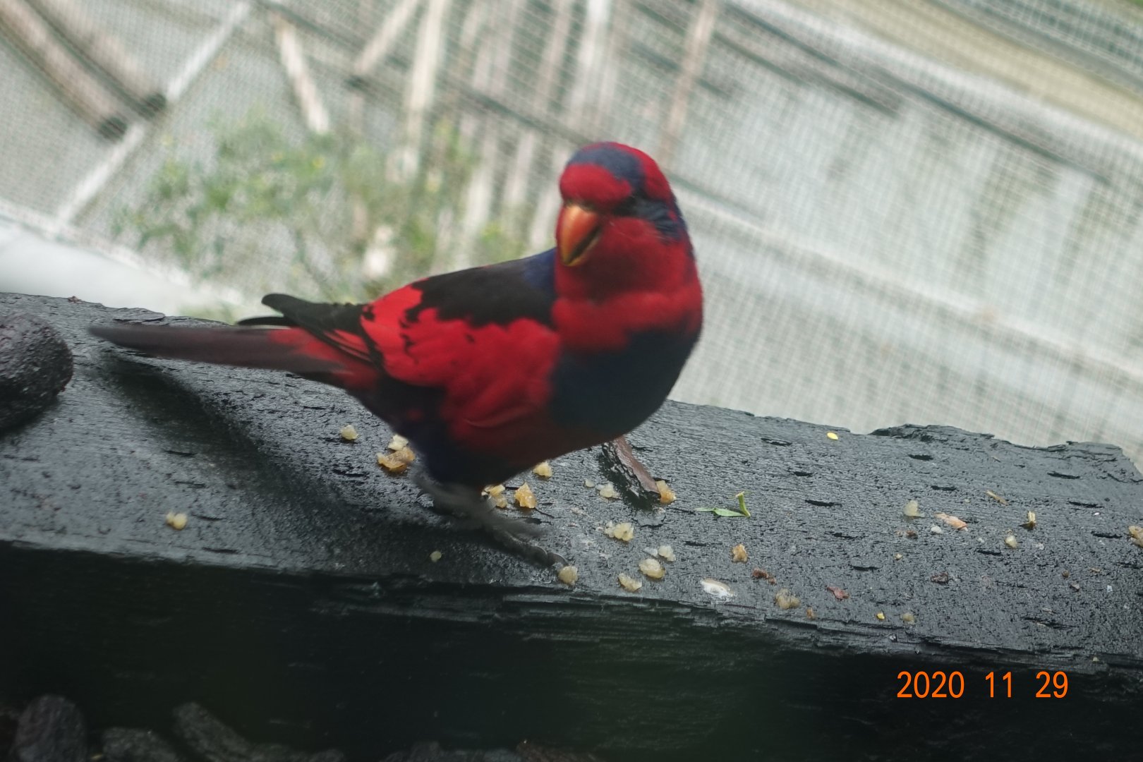 Red-and-blue Lory (Eos histrio)