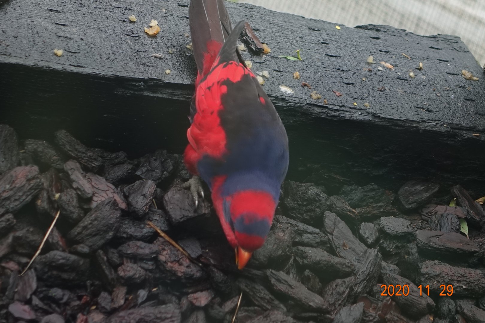 Red-and-blue Lory (Eos histrio)