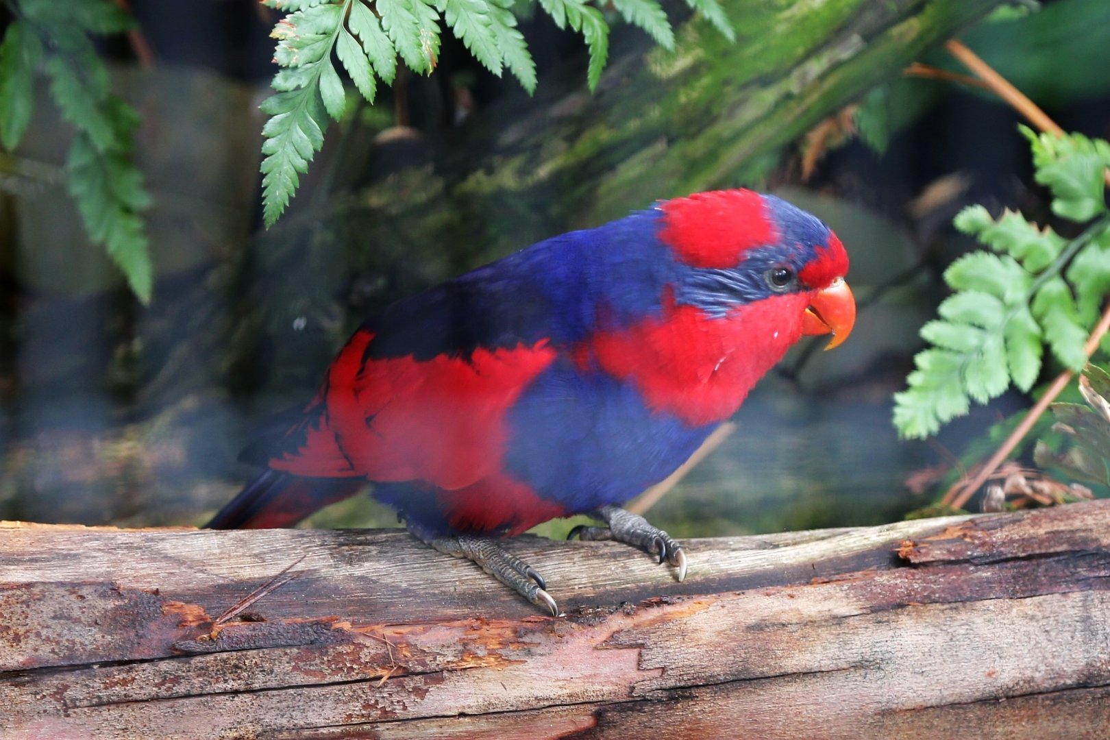 Red-and-blue Lory (Eos histrio)