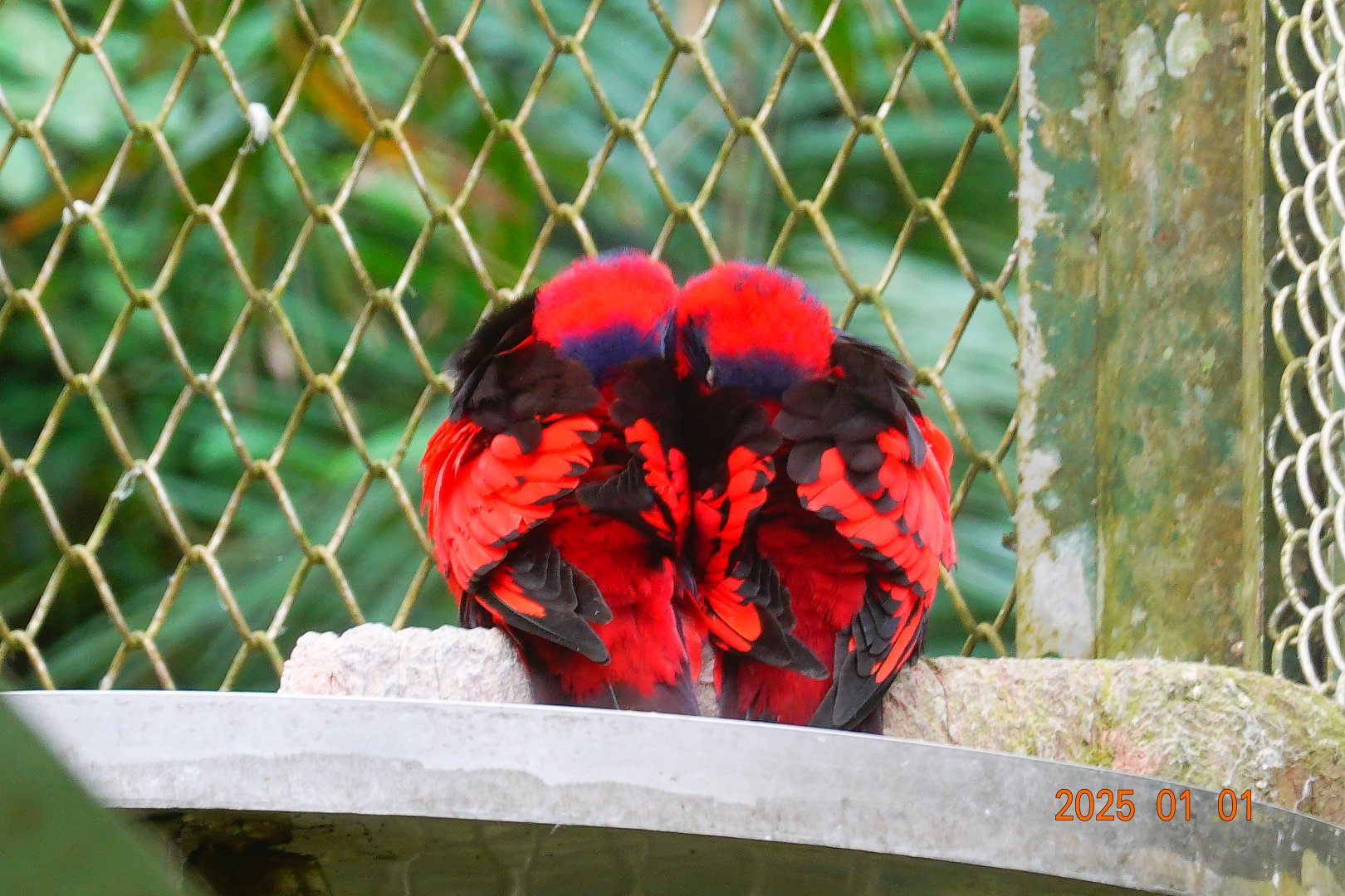 Red-and-blue Lory (Eos histrio)