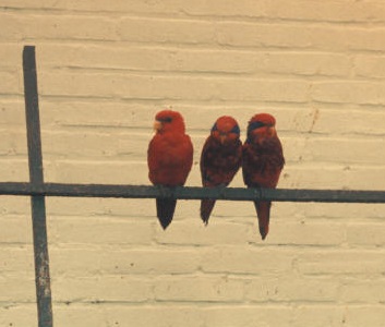 Red and Blue-streaked lories