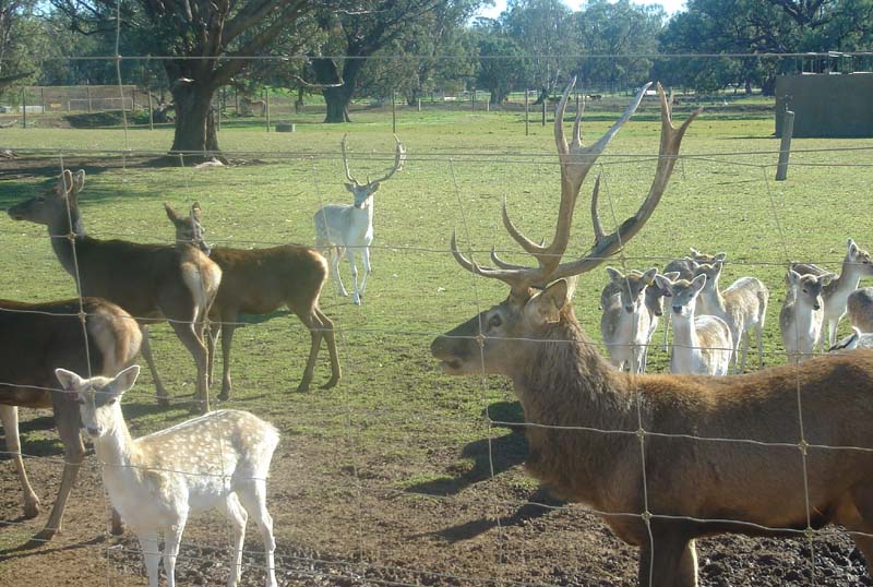Red and Fallow Deer