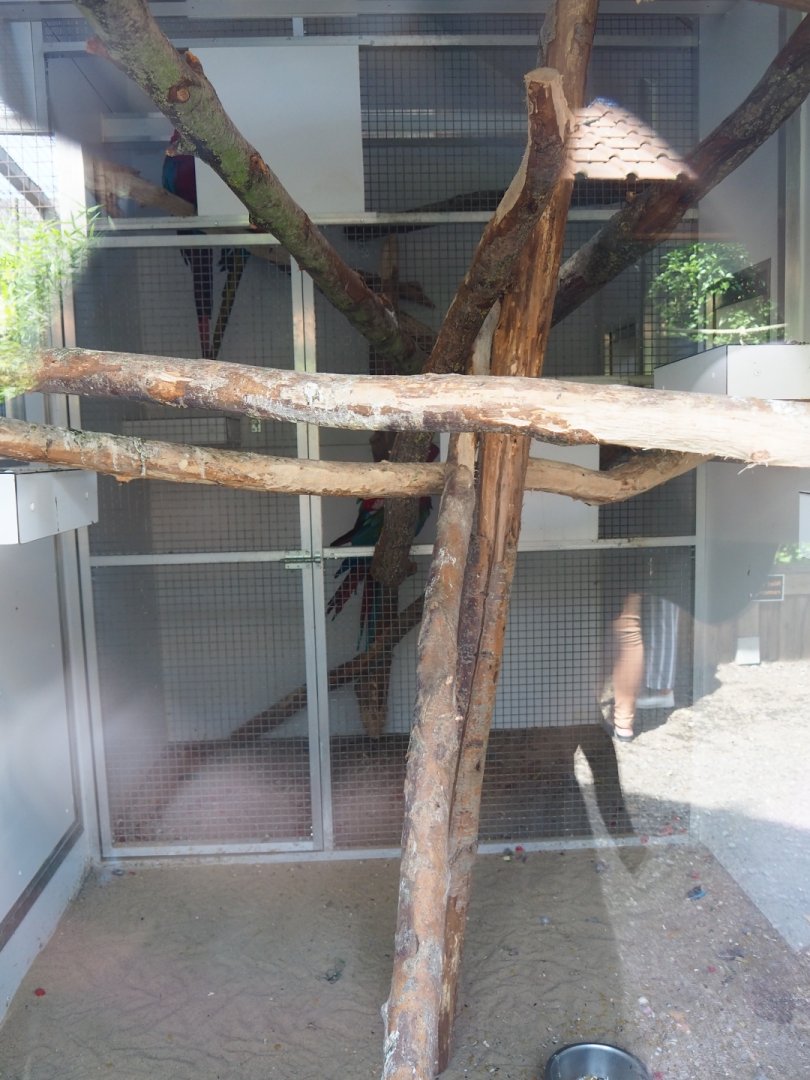 Red-and-green and blue-and-yellow macaw indoor housing