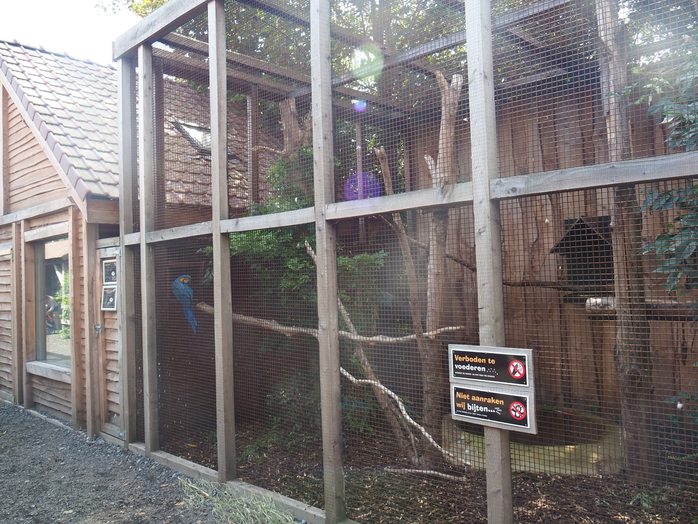Red-and-green and blue-and-yellow macaw