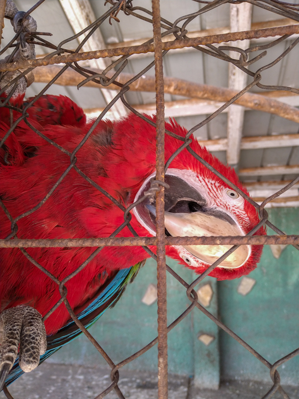 Red-and-Green Macaw (Ara chloroptera)