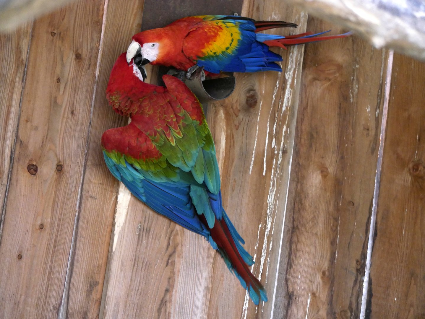 Red-and-green macaw (Ara chloropterus) and scarlet macaw (Ara macao)